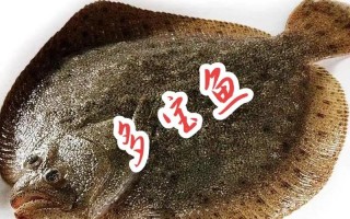 多寶魚養(yǎng)殖-多寶魚養(yǎng)殖的嗎