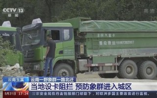 北遷野象群回了玉溪(北遷野象群回了玉溪了嗎)