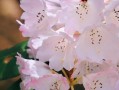 杜鵑花的象征意義-杜鵑花的象征意義和寓意