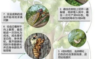蟬的生長過程;蟬的生長過程是什么