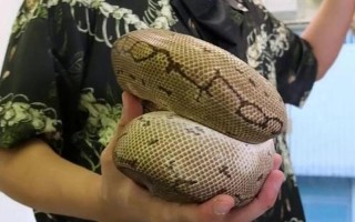 寵物蛇穿耳洞卡住-寵物蛇穿耳洞卡住了