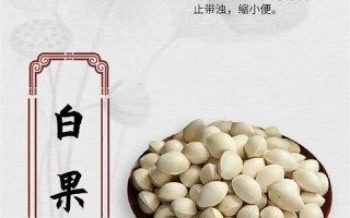 白果是什么_白果是什么植物的果實