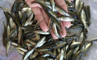 草魚苗批發(fā)_草魚苗批發(fā)附近
