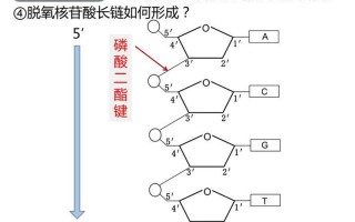 關于dna分子的結構是的信息-關于dna結構的描述錯誤的是